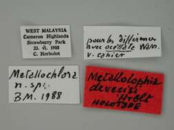 Image of Metallolophia devecisi Herbulot 1989