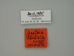 Image de Agathia lactata Herbulot 1977