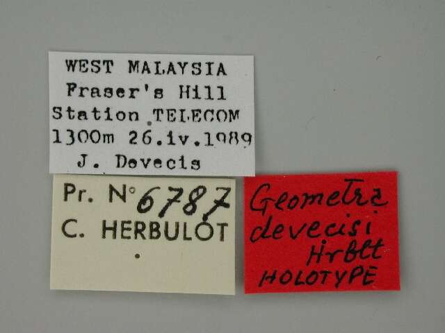 Imagem de <i>Geometra devecisi</i> Herbulot 1992