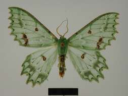 Image of Victoria altimontaria Herbulot 1971