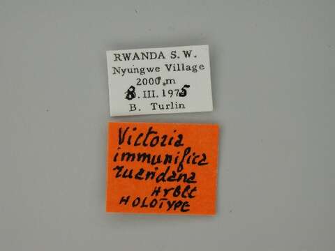 Image of Victoria immunifica ruandana Herbulot 1989