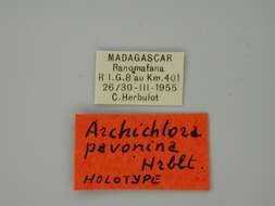 Image of Archichlora pavonina Herbulot 1960