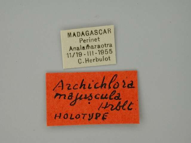 Image of Archichlora majuscula Herbulot 1960