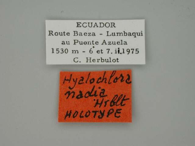Image of Hyalochlora nadia Herbulot 1976