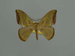 صورة Hypocoela fasciata Herbulot 1956