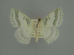 Image of Epigelasma occidentalis Herbulot 1972