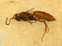 Image of Ichneumon stigmatorius Zetterstedt 1838