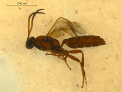 Image of Ichneumon stigmatorius Zetterstedt 1838