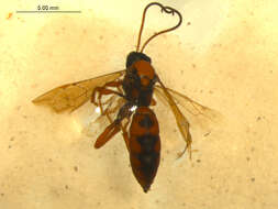 Image of Ichneumon lariae Curtis 1835