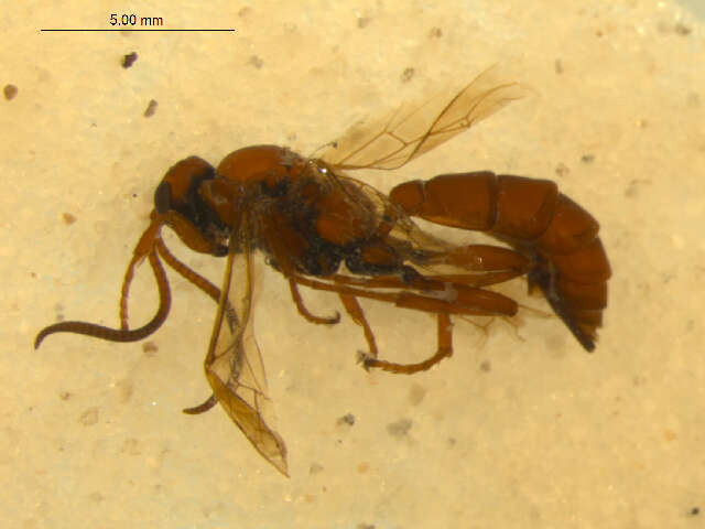 Image of Ichneumon stigmatorius Zetterstedt 1838