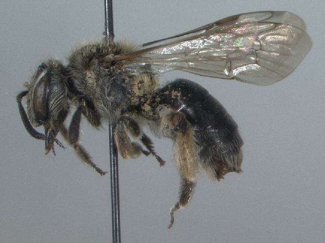 Image of Andrena forbesii Robertson 1891