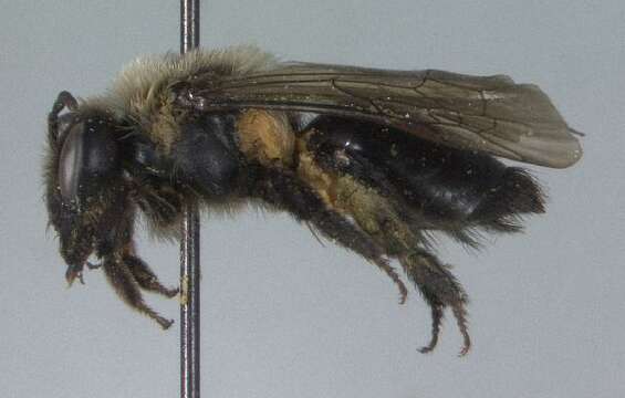 Imagem de Andrena regularis Malloch 1917