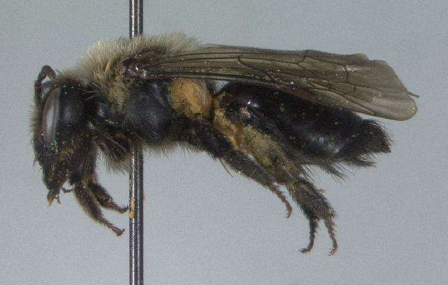 Image of Andrena regularis Malloch 1917