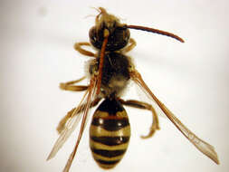 Image of Nomada subrutila Lovell & Cockerell 1905