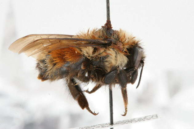 Image of Red-belted Bumble Bee