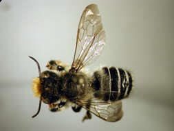 Image of Pugnacious Leaf-cutter Bee