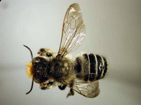 Image of Pugnacious Leaf-cutter Bee