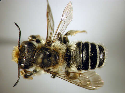 Image of Pugnacious Leaf-cutter Bee