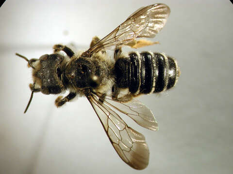 Image of Pugnacious Leaf-cutter Bee