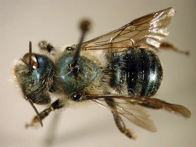 Image of Osmia simillima Smith 1853