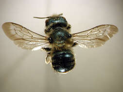 Image of Osmia simillima Smith 1853