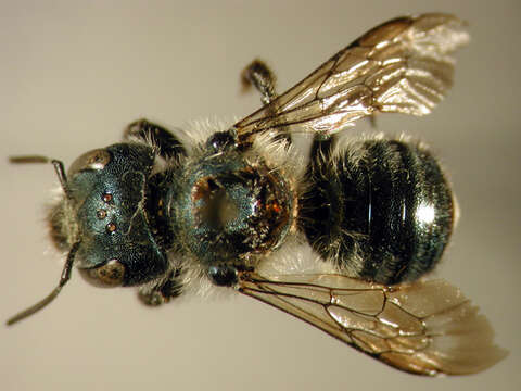 Image of Osmia simillima Smith 1853