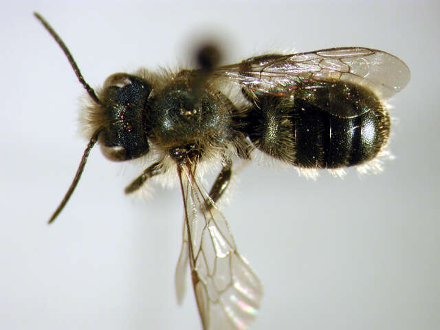 Image of Osmia tersula Cockerell 1912