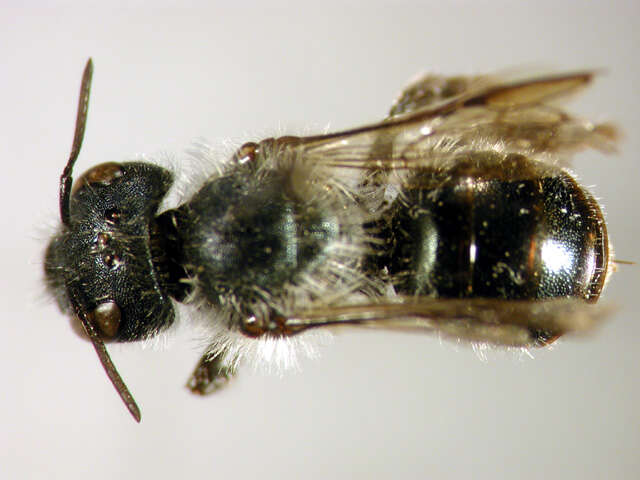 Image of Osmia tersula Cockerell 1912