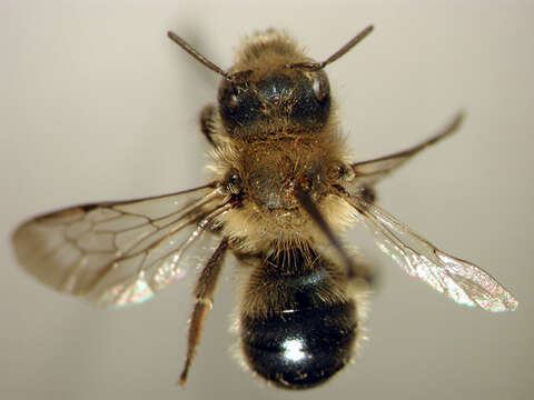 Image of Osmia tersula Cockerell 1912