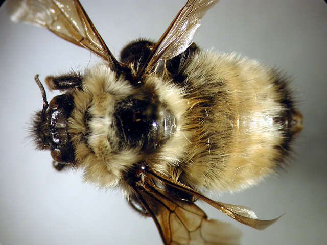 Image of Yellow Bumblebee