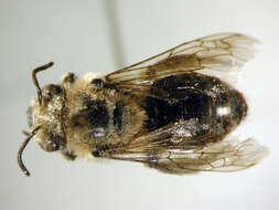 Imagem de Colletes inaequalis Say 1837