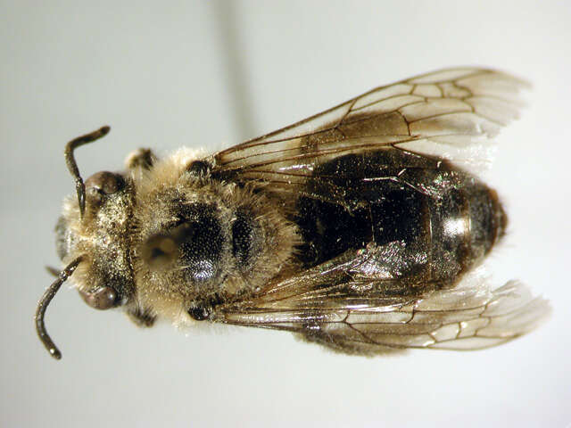 Sivun Colletes inaequalis Say 1837 kuva