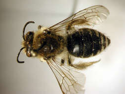 Imagem de Colletes inaequalis Say 1837