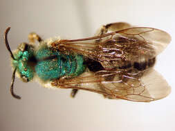 Image of Bicolored Agapostemon
