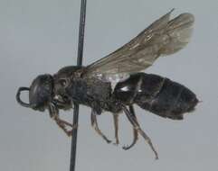 Image of Basal Masked Bee