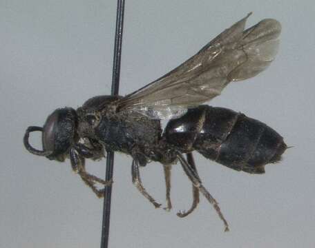 Imagem de Hylaeus basalis (Smith 1853)