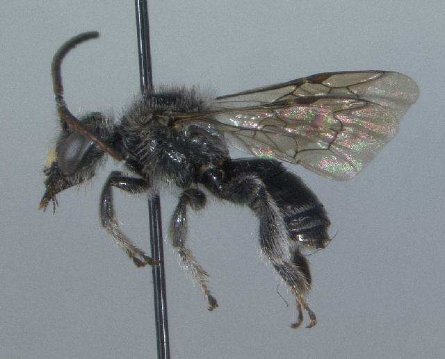 Image of Macropis nuda (Provancher 1882)