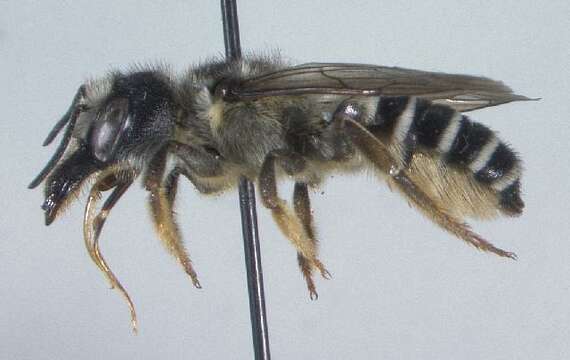 Image of Pugnacious Leaf-cutter Bee