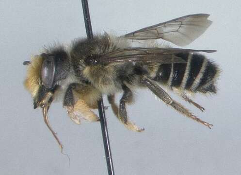 Image of Pugnacious Leaf-cutter Bee