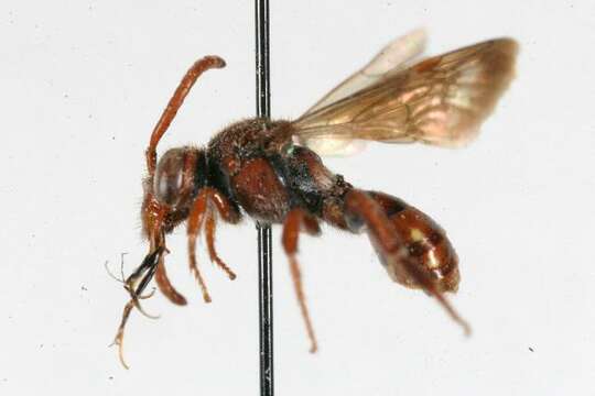 Nomada lehighensis Cockerell 1903的圖片