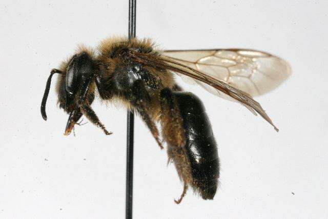 Image of Snowy Andrena