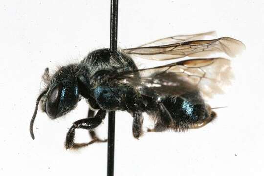 Image of Osmia proxima Cresson 1864