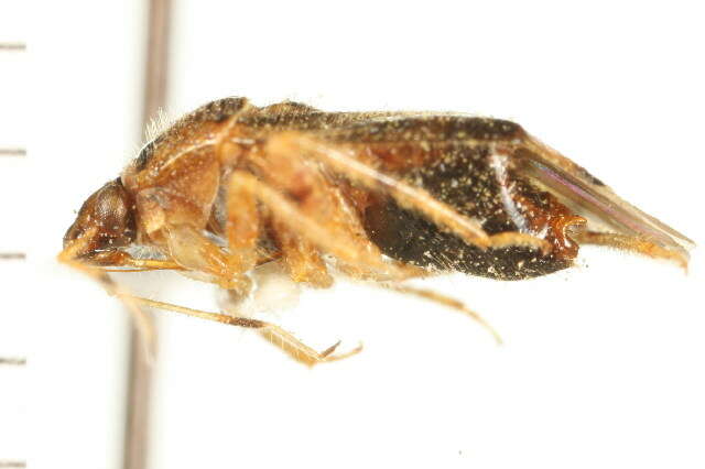 Image of Deraeocoris fusifrons Knight 1921