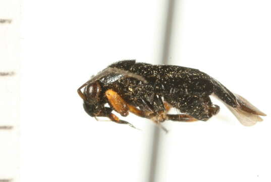 Image of Slaterocoris sparsus Kelton 1968