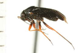 Image of Slaterocoris rubrofemoratus Knight 1968