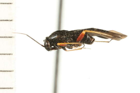 Sivun Slaterocoris croceipes (Uhler 1893) kuva