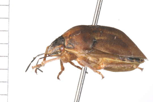 Image of <i>Homaemus aeneifrons consors</i>