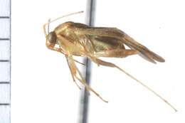 Image of Neolygus omnivagus (Knight 1917)