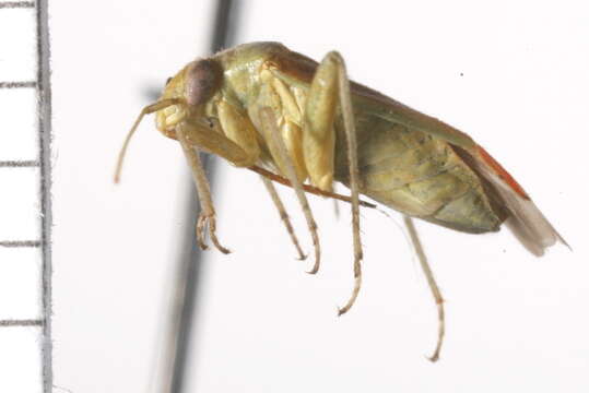 Image of Jumping tree bug