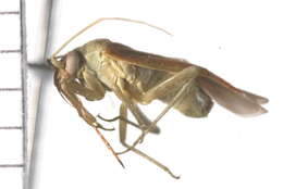 Image of Jumping tree bug